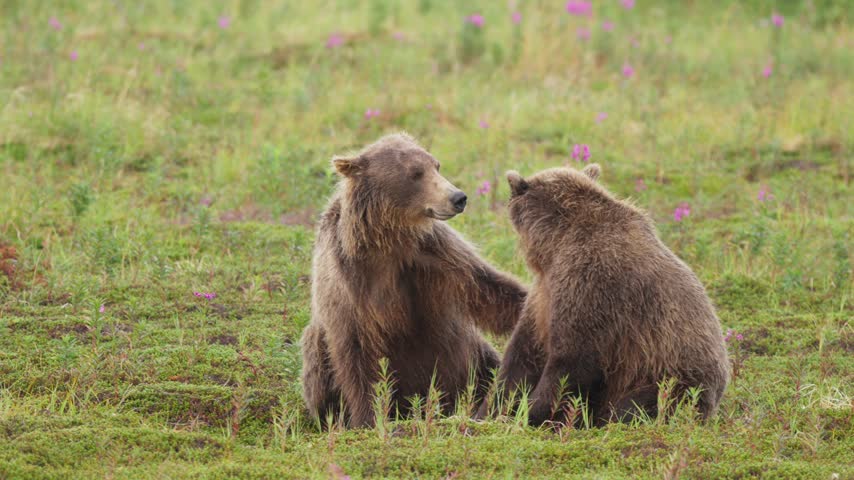 Two young adult brown bears playing and wrestling in rushing river water