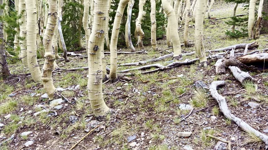 Dense grove of quaking aspen trees with white trunks along an alpine trail in Great Basin National Park Nevada