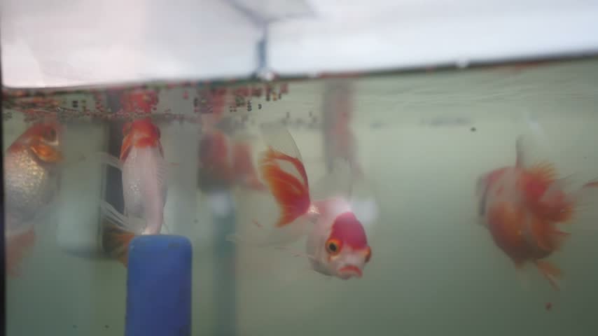 Beautiful goldfish in an aquarium.