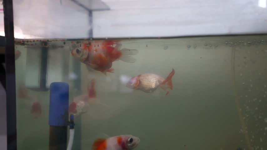 Beautiful goldfish in an aquarium.