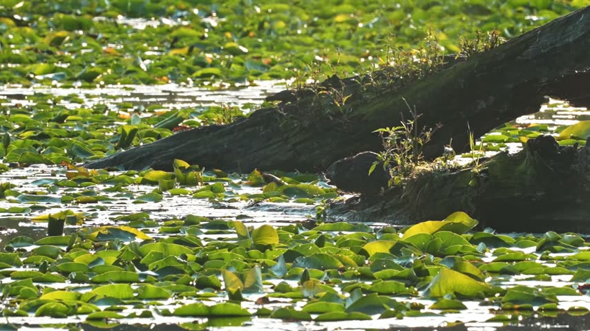 A muskrat feeds on fresh green vegetation while perched on a large, partially submerged tree trunk in a marshland habitat. Surrounded by abundant lily pads and aquatic plants, the muskrat grasps the greenery with its paws and eats in slow motion. The footage captures natural feeding behaviour in a lush freshwater wetland ecosystem.