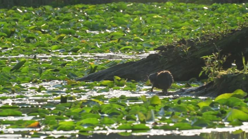 A muskrat rests on a partially submerged tree trunk surrounded by lily pads in a freshwater marsh. The animal scratches its nose, vigorously shakes its body to scatter water droplets, and then slips back into the water to swim away. Filmed in slow motion, this wildlife video captures the muskrat