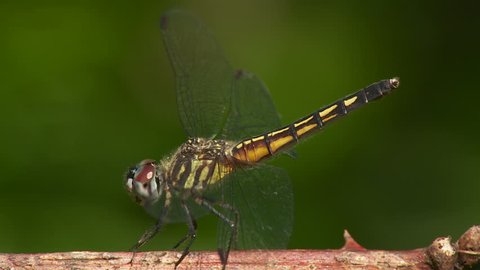 A female Blue Dasher (Pachydiplax longipennis) dragonfly regulates her body temperature by obelisking on a hot summer day.
