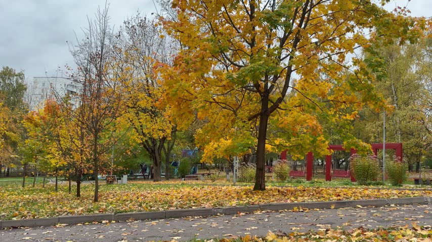 Autumn park with trees displaying yellow foliage and a carpet of fallen leaves, seasonal landscape, urban greenery.