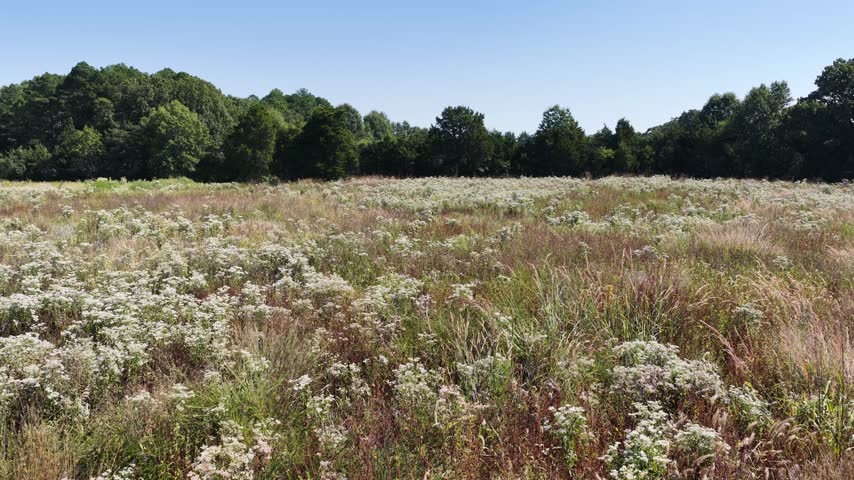 Wildflower Meadow with White Blossoms, Tall Grasses, and a Tree Line Under a Blue Sky