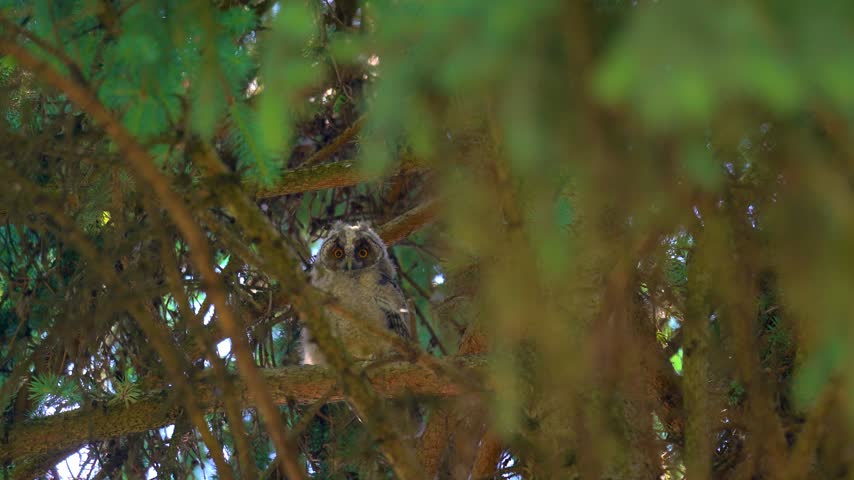 Long-eared owl chick perched on tree branch in forest

A young long-eared owl, Asio otus, perched among dense pine branches in a natural forest habitat. The wild bird looks directly at the camera with its vivid orange eyes.