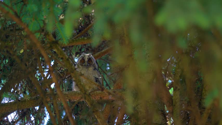 Long-eared owl chick perched on tree branch in forest

A young long-eared owl, Asio otus, perched among dense pine branches in a natural forest habitat. The wild bird looks directly at the camera with its vivid orange eyes.