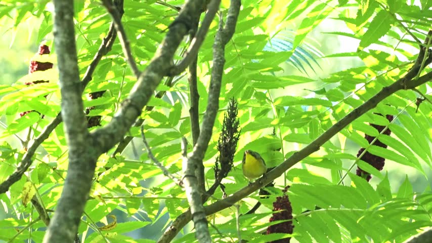 A female common yellowthroat moves along a tree branch before flying to a nearby branch, captured in slow motion. Bright sunlight filters through the surrounding green foliage, creating a natural woodland setting. This short wildlife video highlights the small songbird
