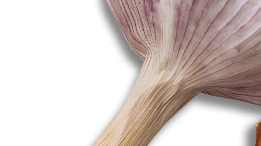 Detailed close-up image showcasing the bottom stem area of a garlic bulb. The natural texture, subtle color variations, and layered skin of the garlic are clearly visible.