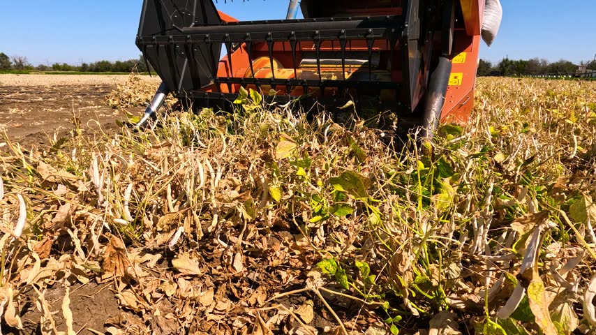 Harvesting beans with a combine harvester in a farmer