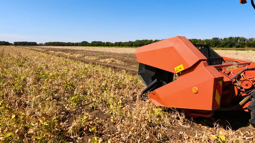 Harvesting beans with a combine harvester in a farmer