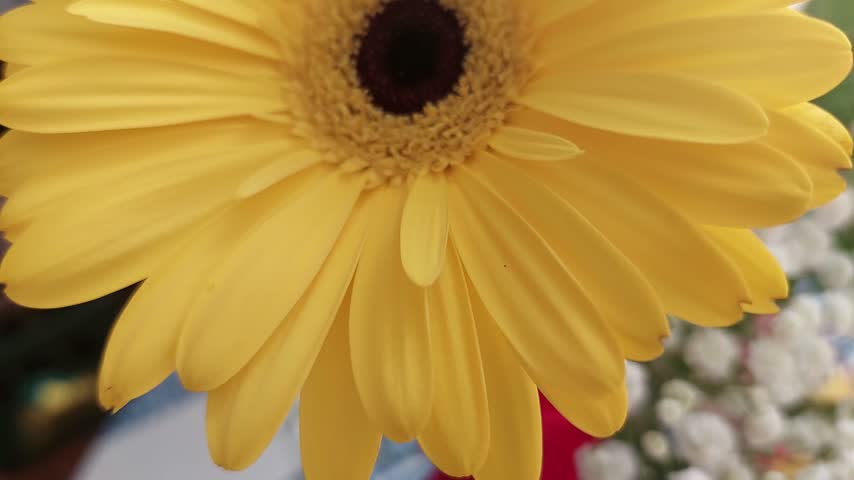 vibrant yellow gerbera daisy flower with dark center