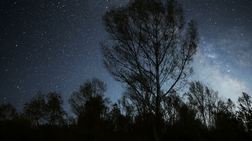 Milky Way galaxy in the night sky above  trees silhouettes.