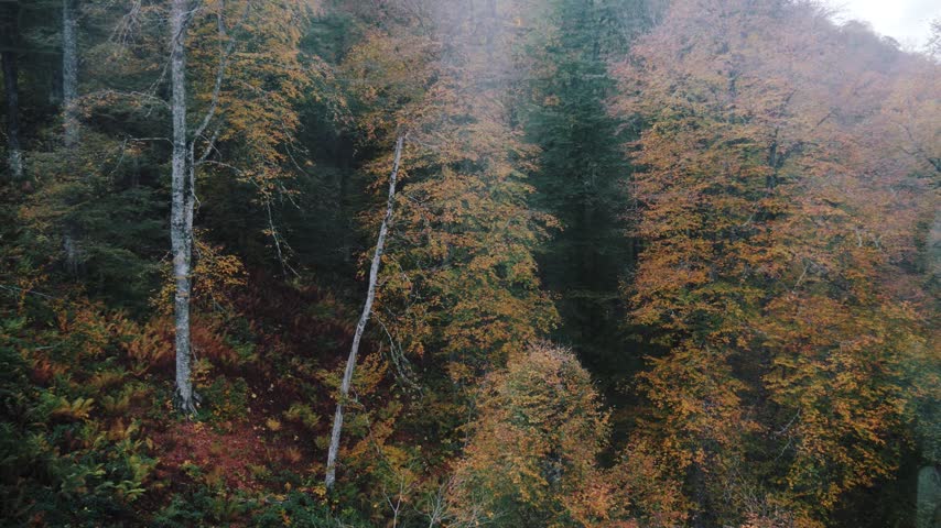 Aerial view drifting over a misty hillside forest of tall beech trees with golden and orange autumn foliage and dark evergreens. Overcast autumn morning with fog rising through the canopy.