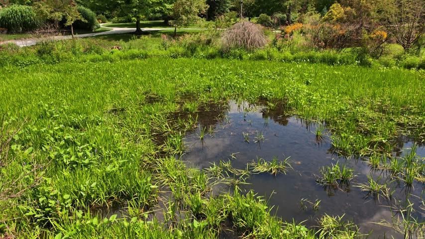 A lawn in the park is inundated with water following rainfall.