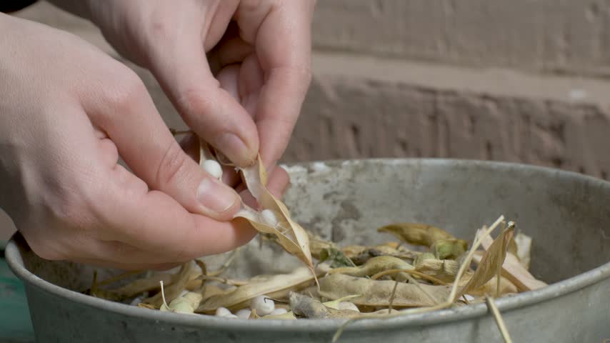 Female laborer hands peel beans from dry pods, placing them into metal bowl. Bowl holds fresh beans and empty pods. Rustic feel to work scene