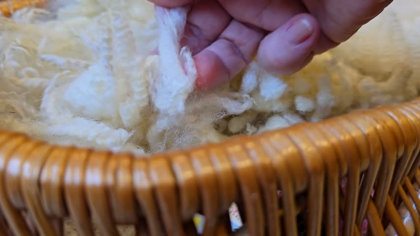 Fingers Gently Handling Soft Raw Sheep Wool in a Woven Basket. Norway, Alver. Oktober