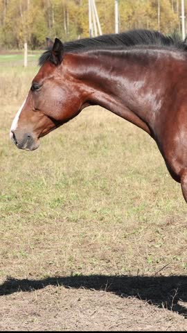 Graceful brown horse enjoys autumn sunshine in rural countryside ranch. Gentle equine turns head patiently across dry meadow, showing white blaze marking and glossy reddish coat.