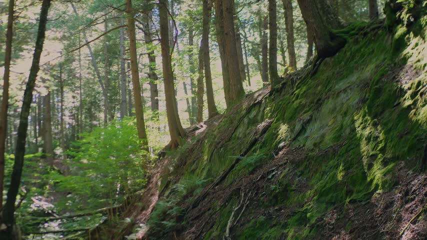 Handheld view of a mossy forest slope and wooded trail near Tannery Falls in Savoy Mountain State Forest, Massachusetts. Hiking. 4K.