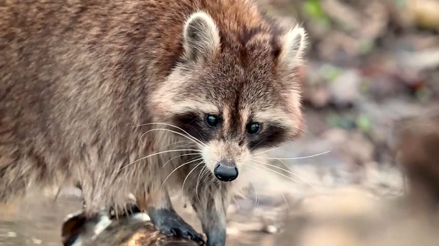 A raccoon carefully crosses a stream, cautiously stepping through the flowing water. Known for its distinctive black facial mask and nimble paws, this adaptable mammal explores its natural habitat.