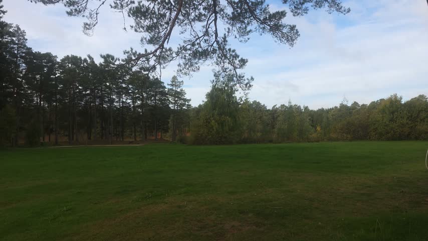 Scenic lake view framed between two tall pine tree trunks.