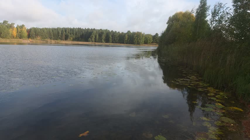 Scenic lake view framed by tall pine tree trunks and roots.