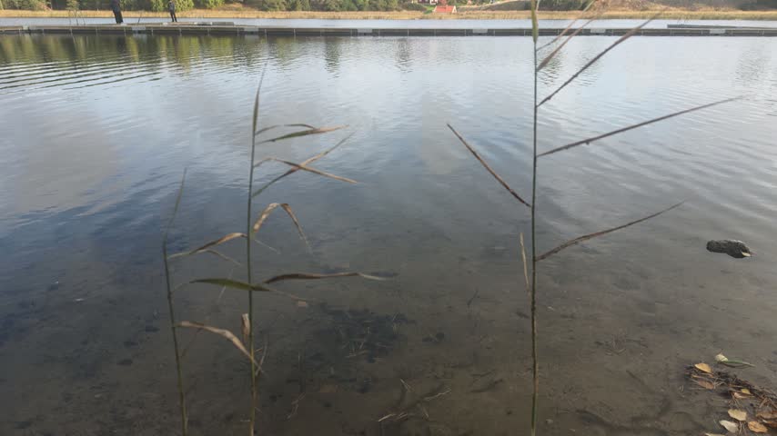 Exposed tree roots on a bank overlooking a forest lake.