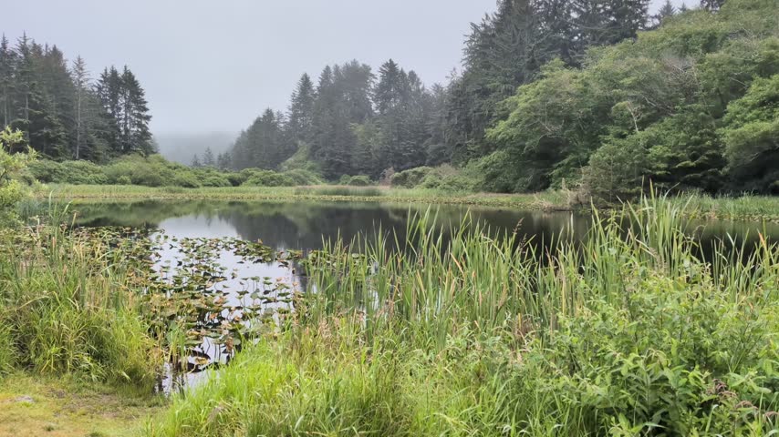 Serene view across a calm freshwater pond filled with water lily pads and tall green reeds under misty skies.
