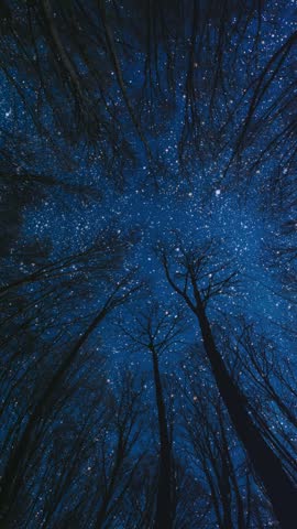 A breathtaking nighttime landscape with beautiful trees and sparkling stars under the peaceful night sky.