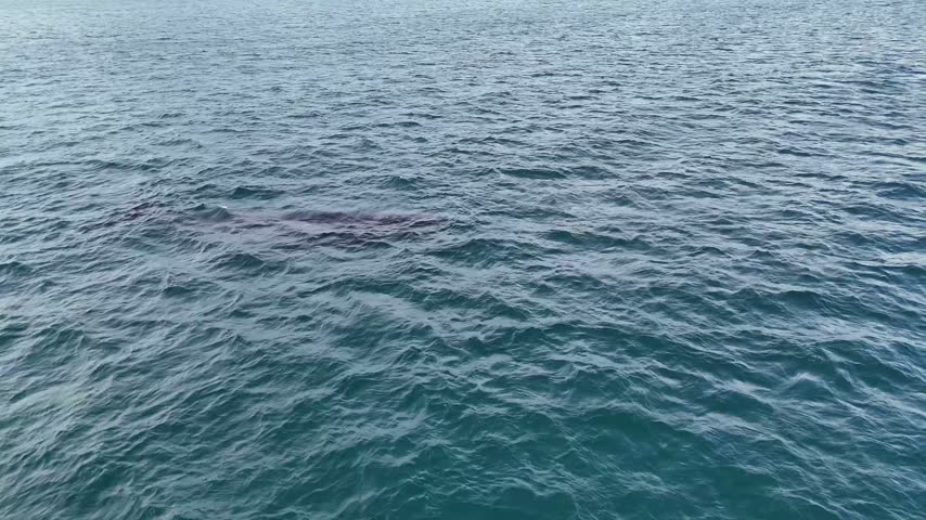 Rare moment of a humpback whale calf jumping 