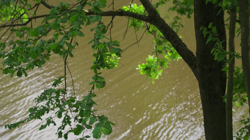 Tree branches over the water