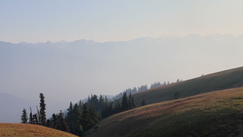 Slow pan across a golden alpine meadow dotted with subalpine fir trees, with layered, hazy ridges and snow-capped peaks of the Olympic Mountains in the distance at golden hour, Olympic National Park, Washington.