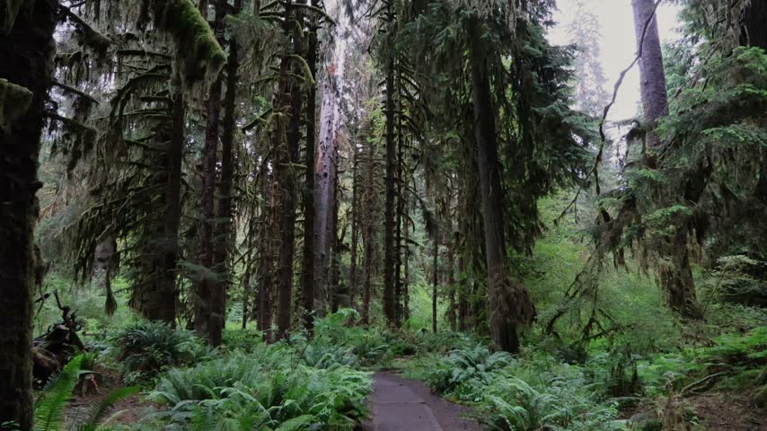 Slow tilt up from a fern-lined trail to towering moss-draped spruce and hemlock trees in the lush temperate rainforest of Olympic National Park, Washington.
