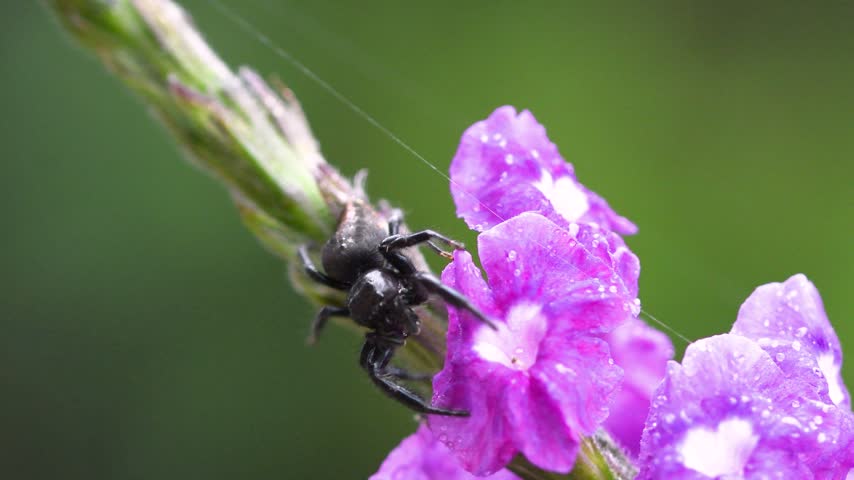 Little Jumping spider crawling on plant in the cloud forest in Zarcero, Costa Rica