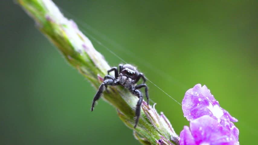 Little Jumping spider crawling on plant in the cloud forest in Zarcero, Costa Rica