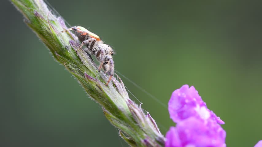 Little Jumping spider crawling on plant in the cloud forest in Zarcero, Costa Rica