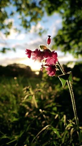 Sunrays beaming through a pink flower