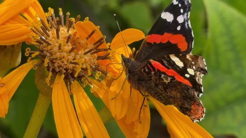 Red Admiral Butterfly on Yellow Bloom, Vanessa Atalanta on Vibrant Flower