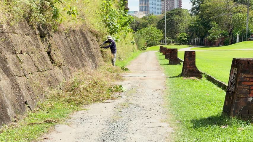 Groundskeeper manually clearing overgrown vegetation from ancient masonry wall in park setting, professional landscaping footage.