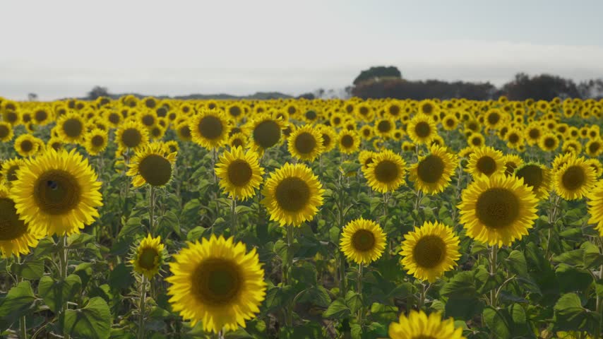 Yellow sunflowers bloom in rows on a farm in summer, across flat open land under an overcast sky