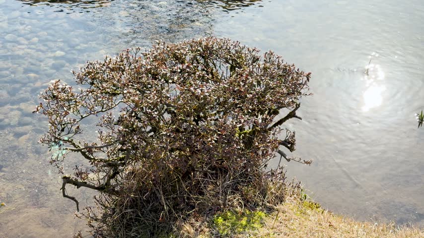 Small ornamental tree featuring delicate buds near reflective lake water surface, serene landscape footage in sunlight.