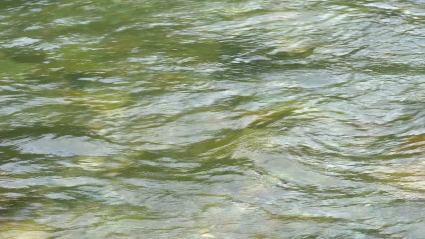 Water flow on the forest