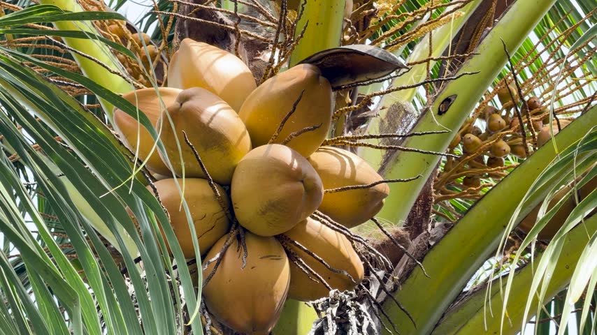 Bunch of organic king coconuts on palm tree trunk. Tropical fruit harvest. Scenic island nature. High angle view.