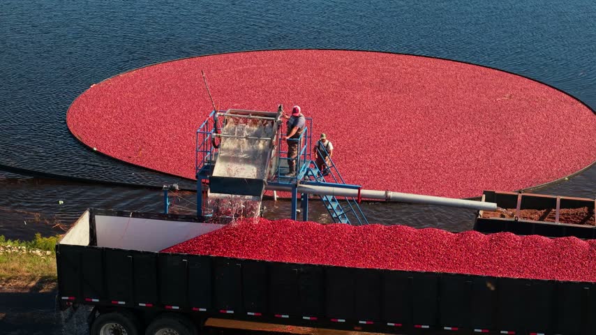 Aerial view of cranberry harvest with worker on conveyor platform loading red berries into truck at Bensons Pond Cranberries and Barn in Middleborough, Massachusetts, United States.