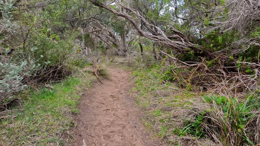 Smooth gimbal shot following winding hiking trail. Lush green groundcover and weathered trees on sandy bushland track.