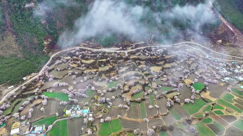 A breathtaking aerial view captures terraced rice paddies and blooming cherry blossoms nestled against misty mountains.