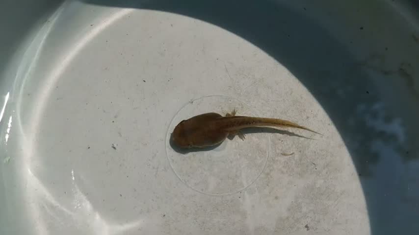 Single tadpole or polliwog swimming inside a white plastic bucket, showcasing the early developmental stage of a frog