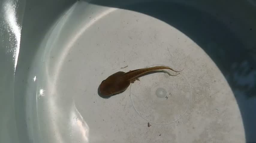 Single tadpole or polliwog swimming inside a white plastic bucket, showcasing the early developmental stage of a frog