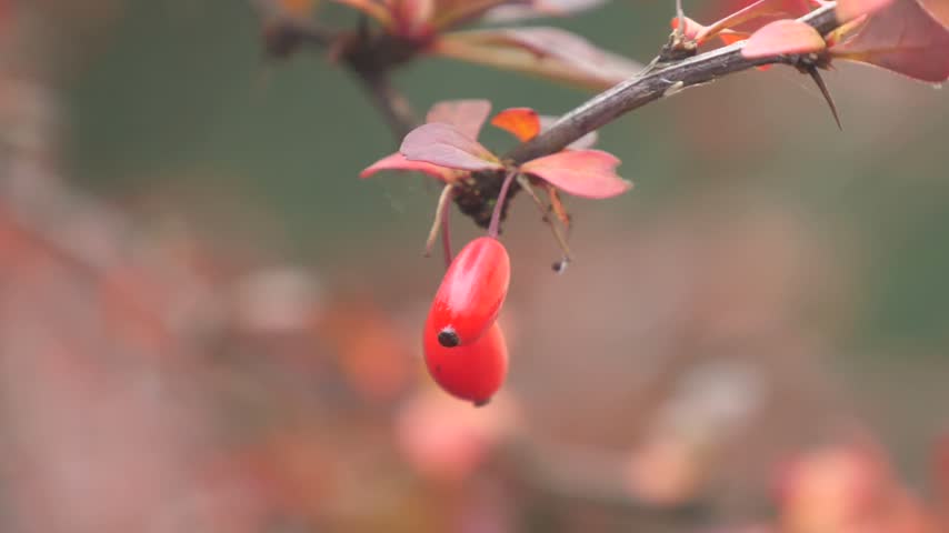 Barberry Bush With Red Berries