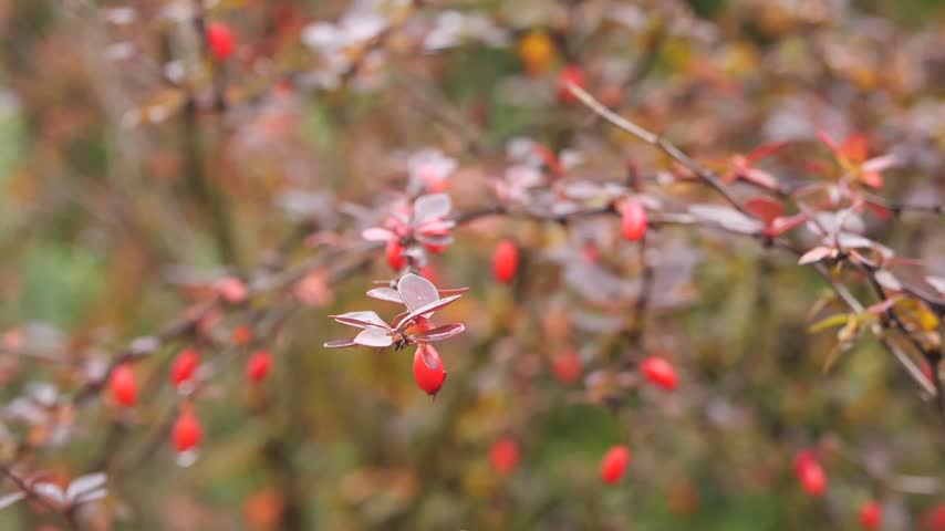 Barberry Bush With Red Berries